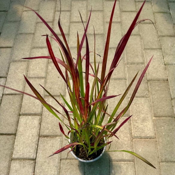 Imperata cylindrica 'Red Baron' - Alangfű