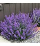Nepeta 'Walker's Low' - Macskamenta