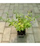 Nepeta 'Walker's Low' - Macskamenta
