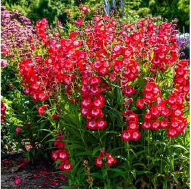 Penstemon 'Rubicunda' - Bugatölcsér