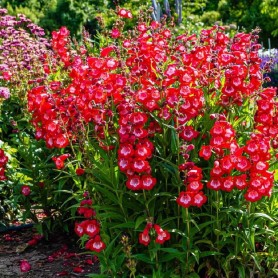 Penstemon 'Rubicunda' - Bugatölcsér