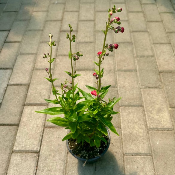 Penstemon 'Rubicunda' - Bugatölcsér