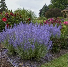 Perovskia atriplicifolia 'Lacey Blue' - Sudárzsálya