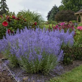 Perovskia atriplicifolia 'Lacey Blue' - Sudárzsálya