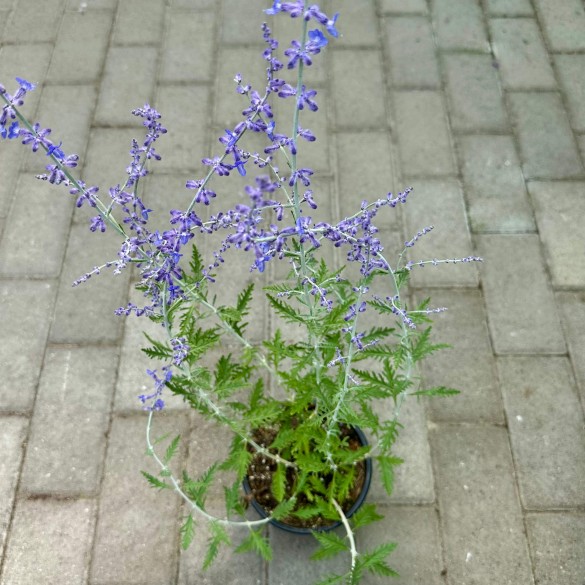 Perovskia atriplicifolia 'Lacey Blue' - Sudárzsálya