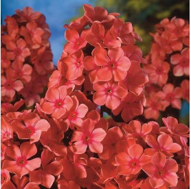 Phlox paniculata 'Orange Perfection' - Lángvirág