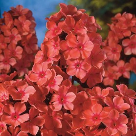 Phlox paniculata 'Orange Perfection' - Lángvirág