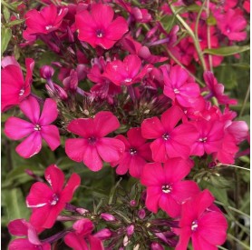 Phlox paniculata 'Starfire' - Lángvirág