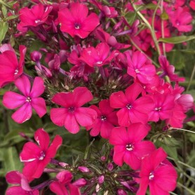 Phlox paniculata 'Starfire' - Lángvirág