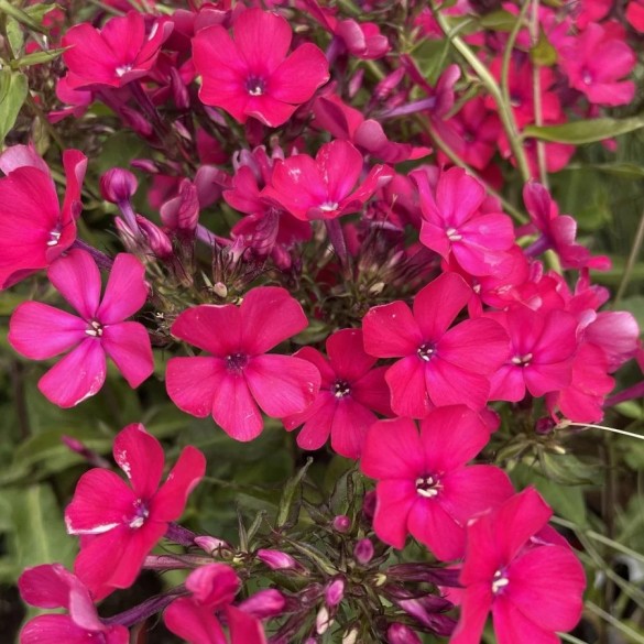 Phlox paniculata 'Starfire' - Lángvirág