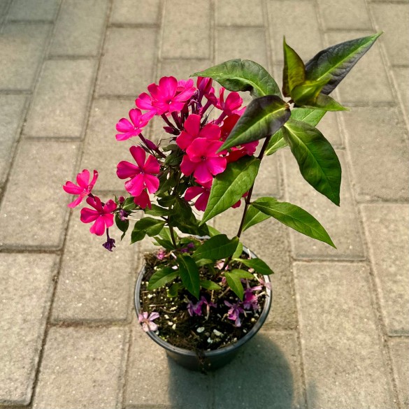 Phlox paniculata 'Starfire' - Lángvirág