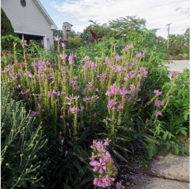 Physostegia 'Crystal Peak Rose' - Füzérajak