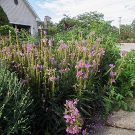 Physostegia 'Crystal Peak Rose' - Füzérajak