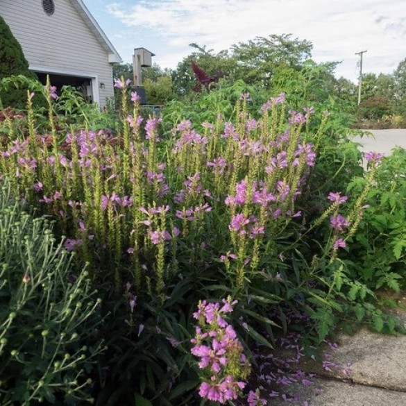 Physostegia 'Crystal Peak Rose' - Füzérajak