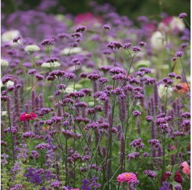 Verbena bonariensis 'Bonnie Blue' - Ernyős verbéna