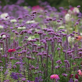 Verbena bonariensis 'Bonnie Blue' - Ernyős verbéna