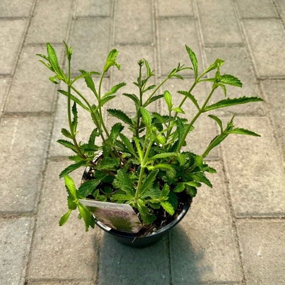 Verbena bonariensis 'Bonnie Blue' - Ernyős verbéna
