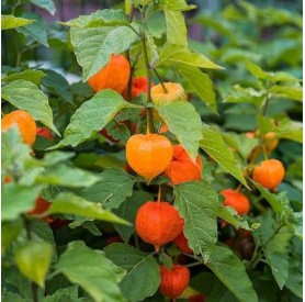 Physalis alkekengi - Lampionvirág