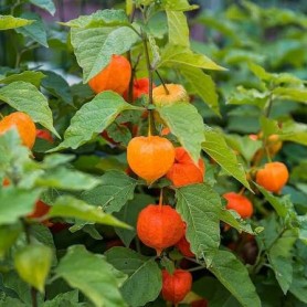 Physalis alkekengi - Lampionvirág