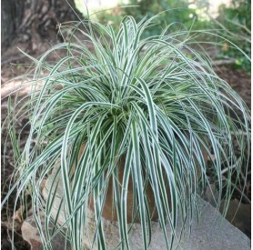 Carex 'Everest' - Sás