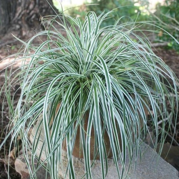 Carex 'Everest' - Sás