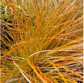 Carex 'Prairie Fire' - Sás