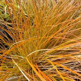 Carex 'Prairie Fire' - Sás Carex 'Prairie Fire' - Sás