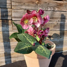 Helleborus 'FrostKiss' - Hunyor