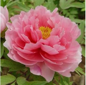 Paeonia suffruticosa - Fás bazsarózsa