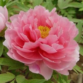 Paeonia suffruticosa - Fás bazsarózsa