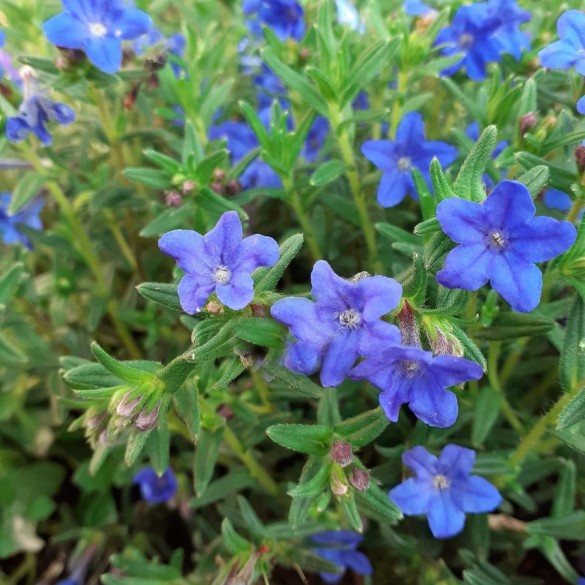 Lithodora 'Heavenly Blue' - Gyöngyköles