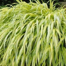 Hakonechloa 'Aureola' - Japán aranyfű