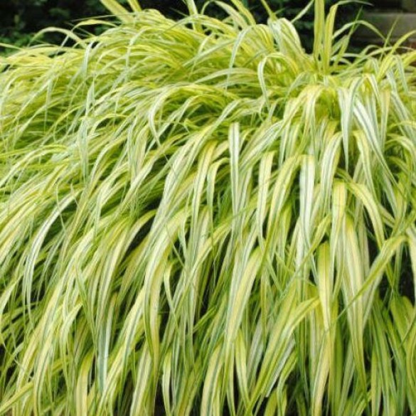 Hakonechloa 'Aureola' - Japán aranyfű