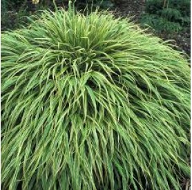 Hakonechloa 'Albostriata' - Japán aranyfű