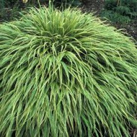 Hakonechloa 'Albostriata' - Japán aranyfű Hakonechloa 'Albostriata' - Japán aranyfű