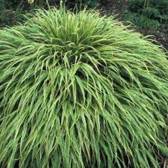 Hakonechloa 'Albostriata' - Japán aranyfű