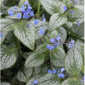 Brunnera 'Silver Spear' - Kaukázusi nefelejcs