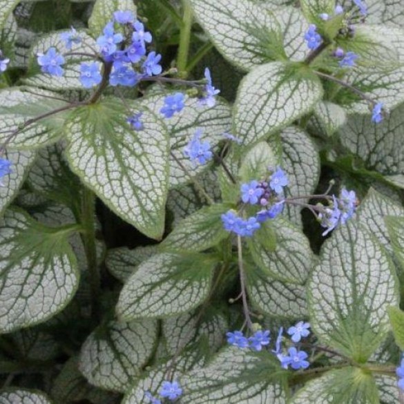 Brunnera 'Silver Spear' - Kaukázusi nefelejcs Brunnera 'Silver Spear' - Kaukázusi nefelejcs