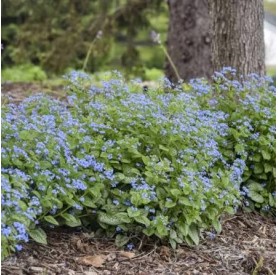 Brunnera 'Jack of Diamonds' - Kaukázusi nefelejcs