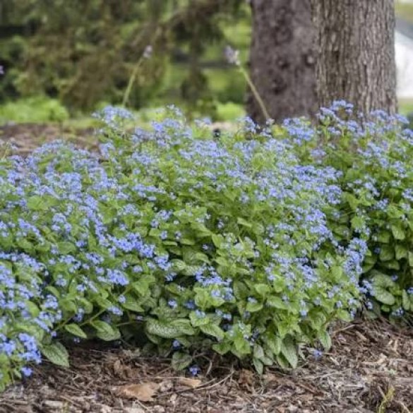 Brunnera 'Jack of Diamonds' - Kaukázusi nefelejcs