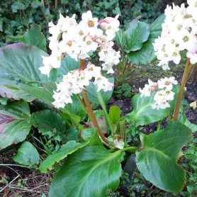 Bergenia 'Bressingham White' - Bőrlevél
