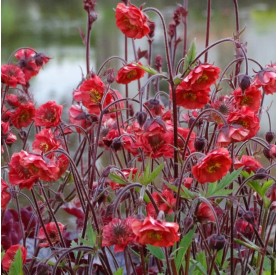 Geum 'Flame of Passion' - Gyömbérgyökér