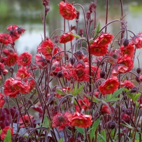 Geum 'Flame of Passion' - Gyömbérgyökér Geum 'Flame of Passion' - Gyömbérgyökér