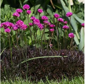 Armeria 'Vesuv' - Pázsitszegfű