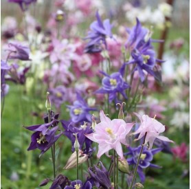 Aquilegia 'Biedermeier' - Harangláb