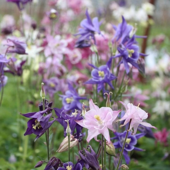 Aquilegia 'Biedermeier' - Harangláb