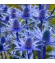 Eryngium 'Magic Blue Lagoon' - Kék iringó