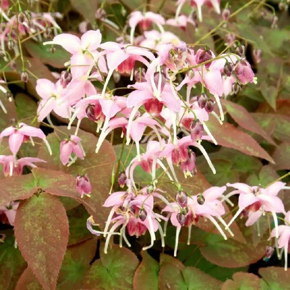 Epimedium 'Pretty in Pink' - Püspöksüveg