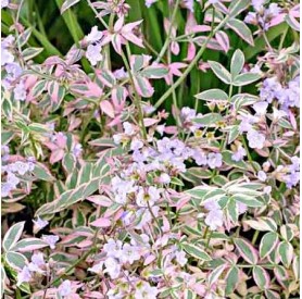 Polemonium 'Stairway to Heaven' - Csatavirág