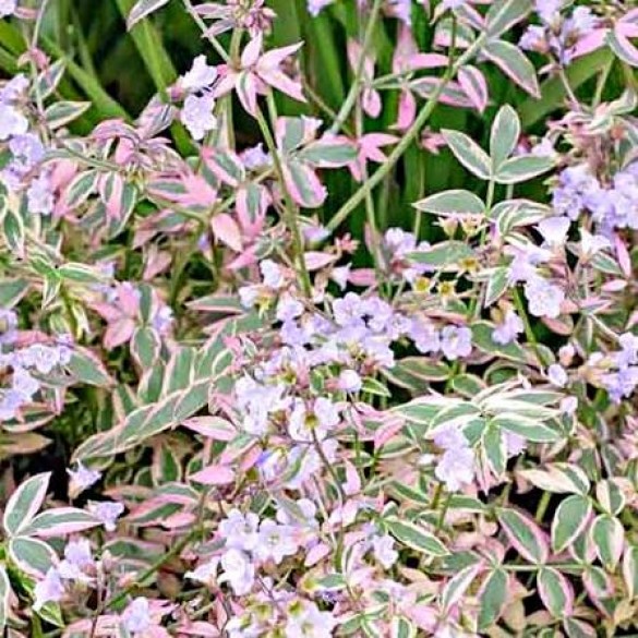 Polemonium 'Stairway to Heaven' - Csatavirág